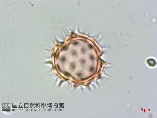 小白花鬼針藏品圖，第2張