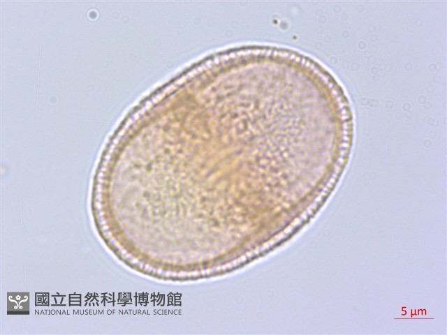 牛防風藏品圖，第2張