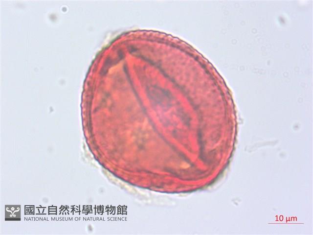 草梧桐藏品圖，第2張