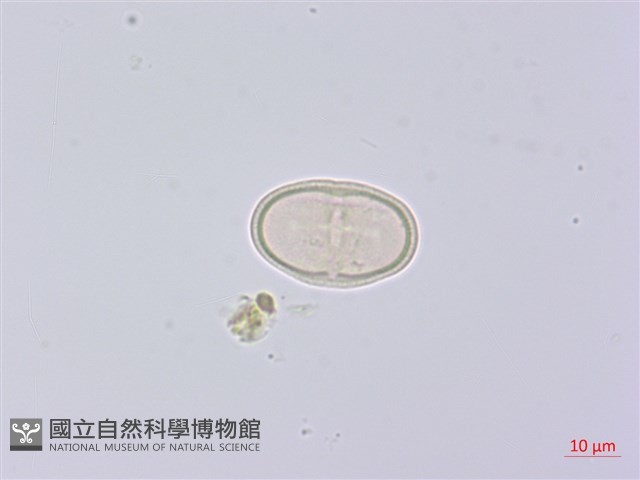 峨參藏品圖，第2張