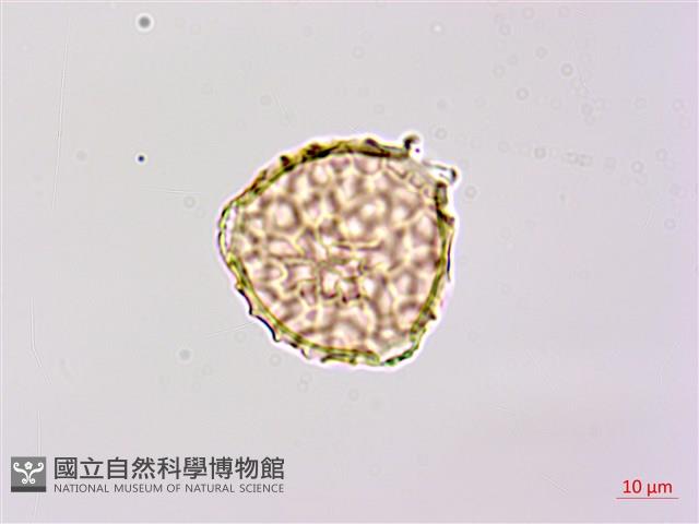 小豇豆藏品圖，第2張