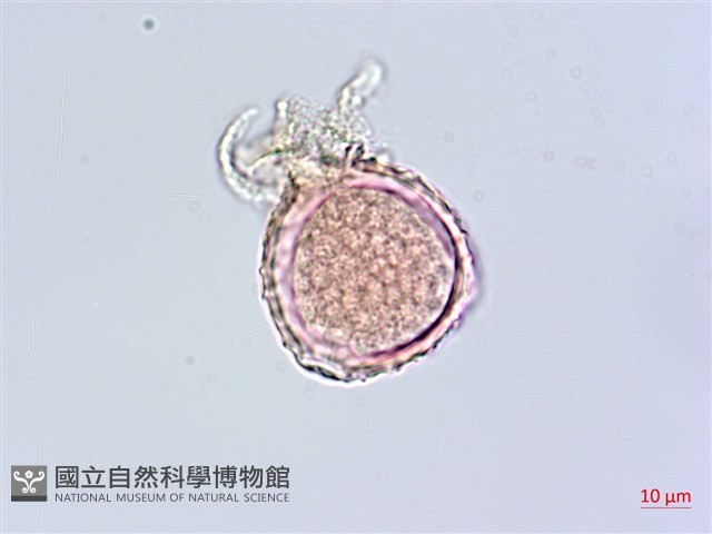 小葉豇豆藏品圖，第2張