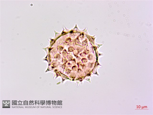 山菊藏品圖，第2張