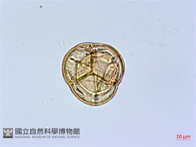 凹葉越橘藏品圖，第2張