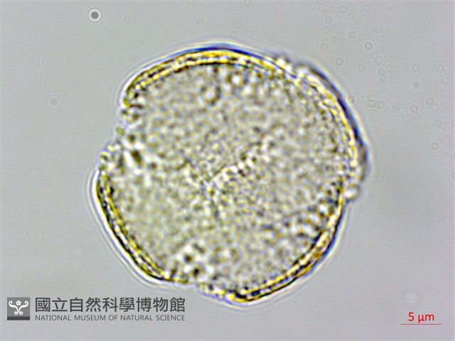 鹿場毛茛藏品圖，第2張