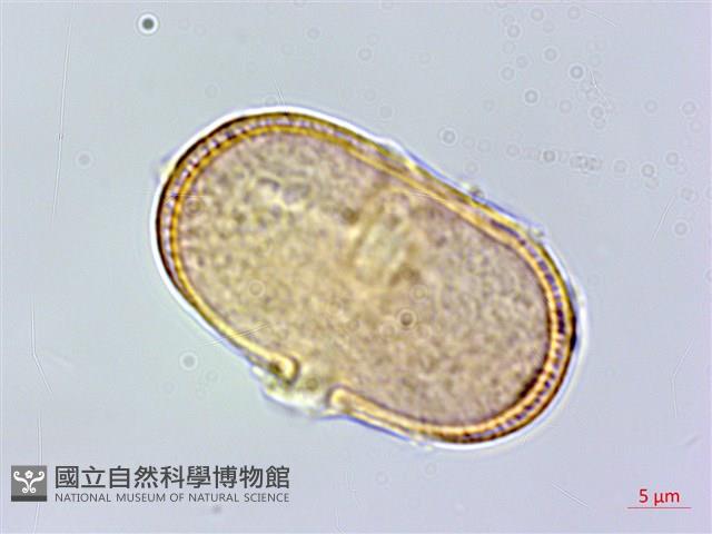 玉山彎柱芎藏品圖，第2張