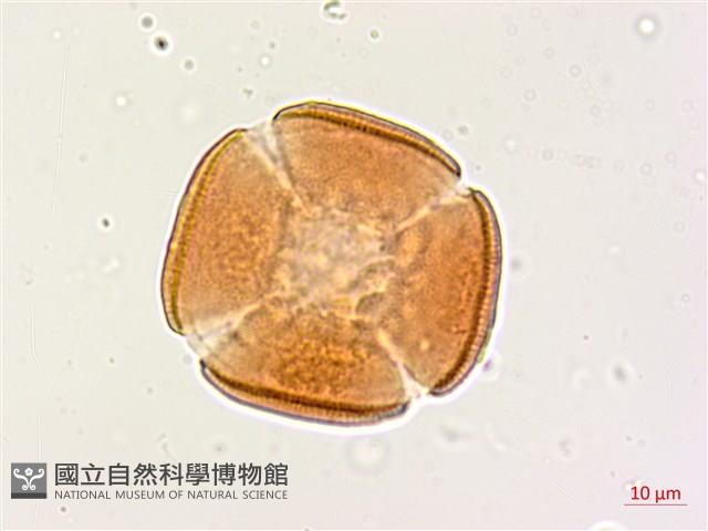 肥豬豆藏品圖，第3張