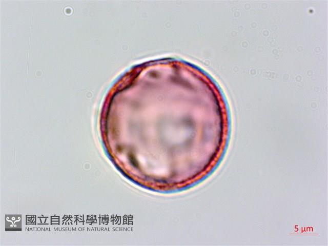 青剛櫟、鐵椆藏品圖，第3張