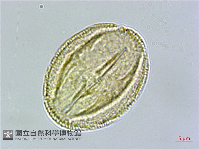 厚葉龍膽藏品圖，第2張