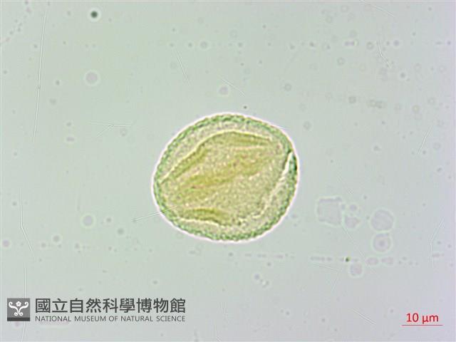 武威山烏皮茶藏品圖，第2張