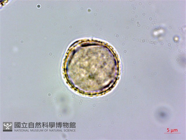 假三腳虌藏品圖，第3張