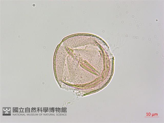 烏皮九芎、奮起湖野茉莉藏品圖，第2張