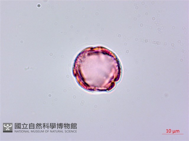 異葉珍珠菜藏品圖，第2張