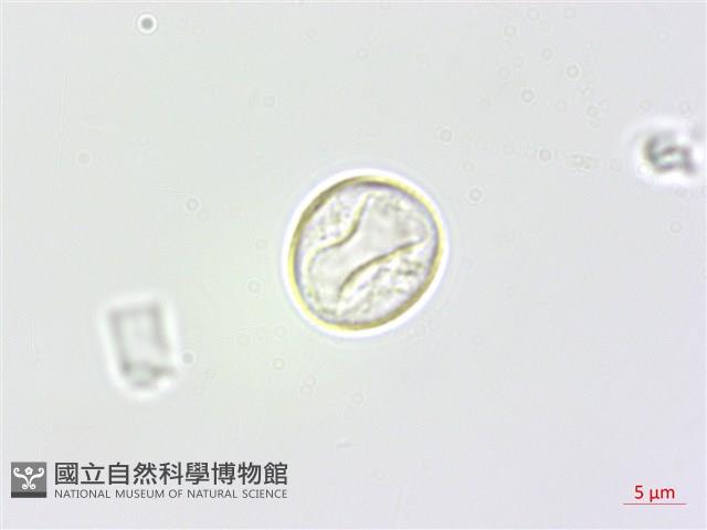 野苧麻藏品圖，第2張