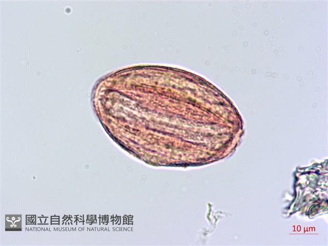 恆春半插花藏品圖，第3張