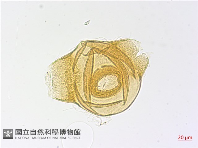 待宵草藏品圖，第3張