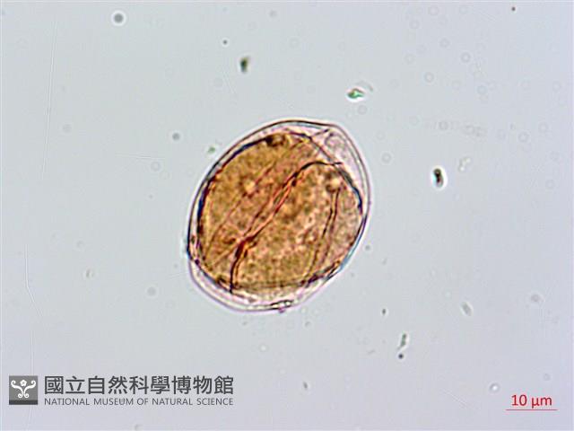 蘭嶼絡石藏品圖，第3張