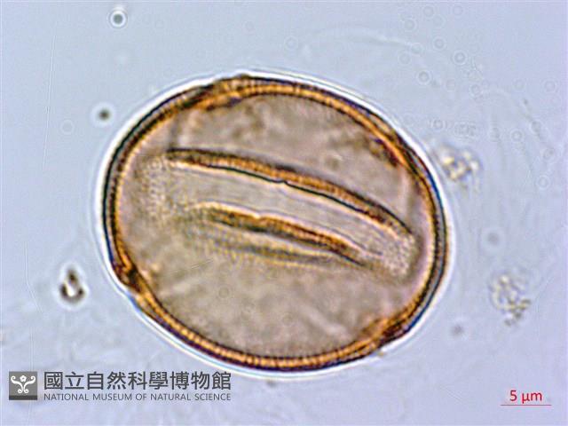 齒果酸模藏品圖，第2張