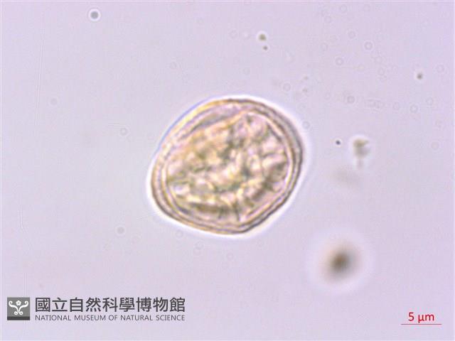 登錄號:S041968藏品圖，第2張