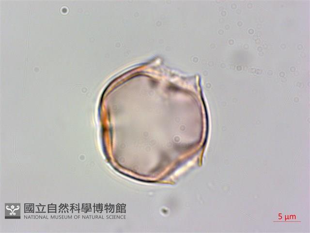 毛酸漿藏品圖，第2張