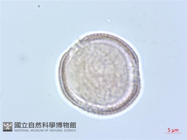 臺灣鐵線蓮藏品圖，第3張