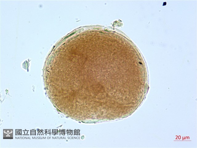 葛瑪蘭芭蕉藏品圖，第2張