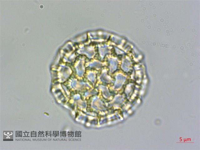 安旱草藏品圖，第3張