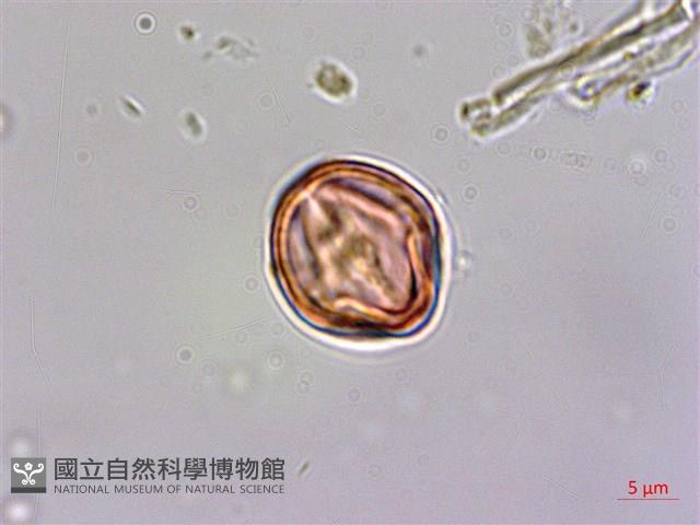 杉葉佛甲草藏品圖，第3張