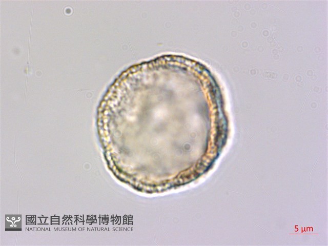 登錄號:S148248藏品圖，第2張