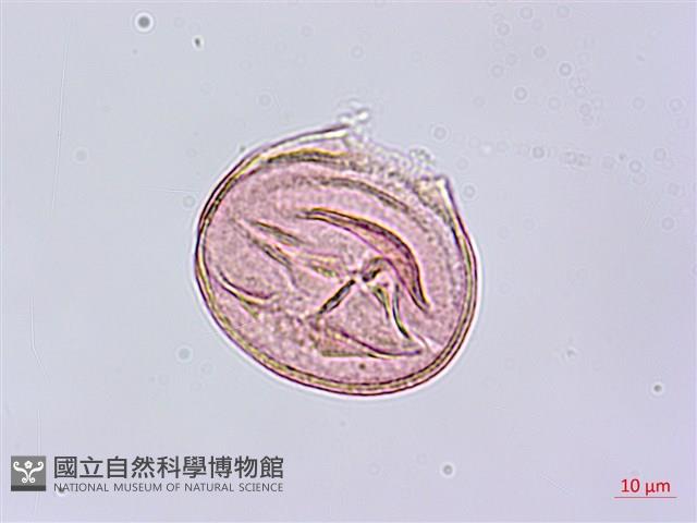 烏皮九芎、奮起湖野茉莉藏品圖，第2張