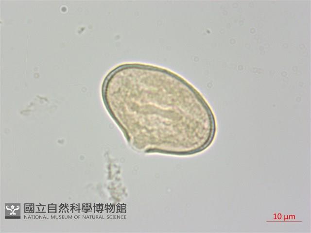 雅江棱子芹藏品圖，第2張