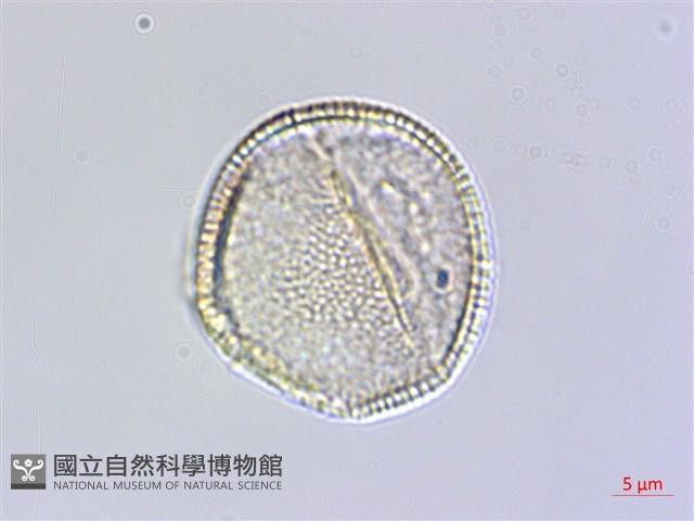 臺灣瑞木藏品圖，第2張