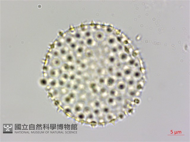 山胡椒藏品圖，第3張
