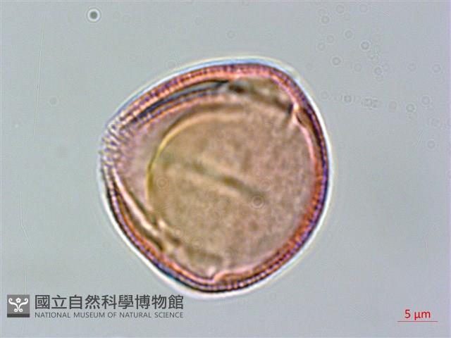 登錄號:S094348藏品圖，第2張