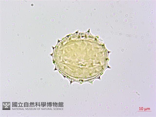 黃花三七草藏品圖，第3張