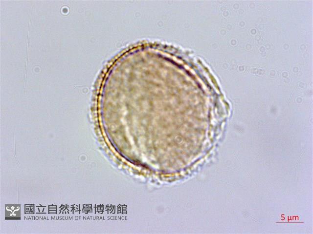 齒葉南芥、齒葉筷子芥藏品圖，第3張