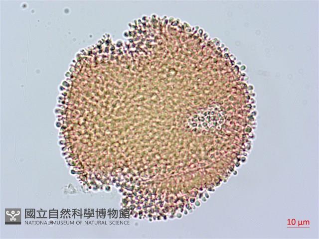 老鸛草藏品圖，第2張