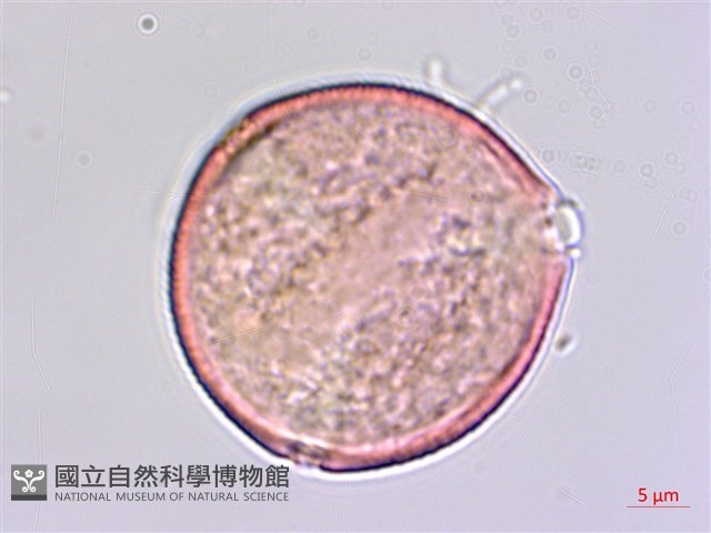 枸杞藏品圖，第2張