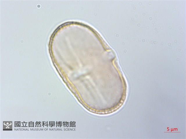 臺灣前胡藏品圖，第2張