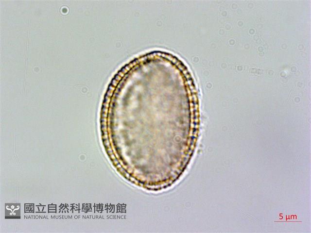 山芥菜藏品圖，第3張