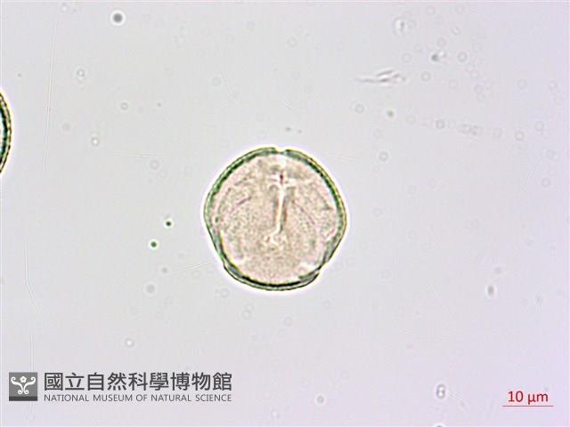 鵝掌柴、江某、鴨腳樹藏品圖，第2張
