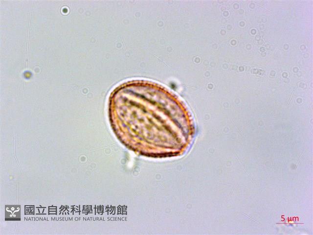 華鉤藤藏品圖，第2張