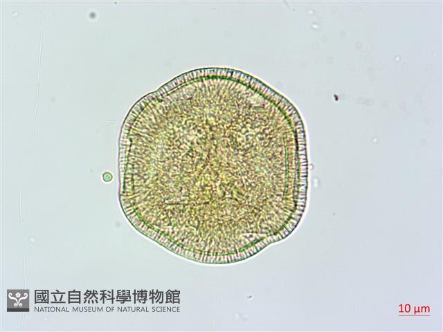 吊鐘藤藏品圖，第3張