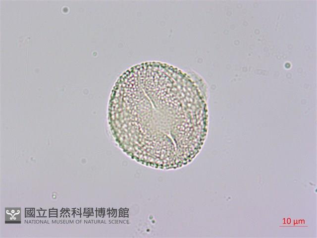 通脫木、通草藏品圖，第3張
