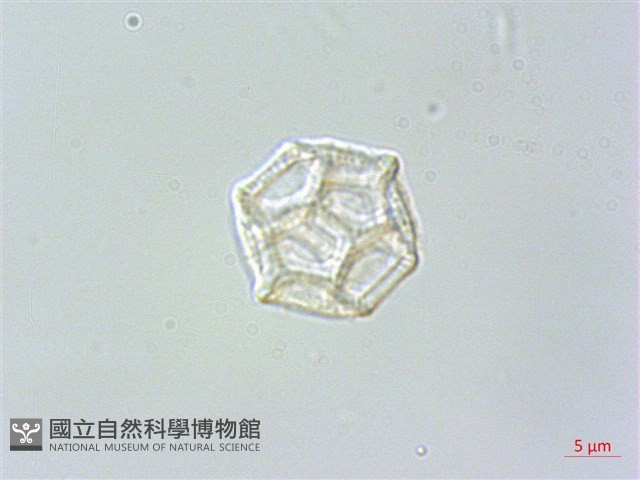 毛蓮子草藏品圖，第3張