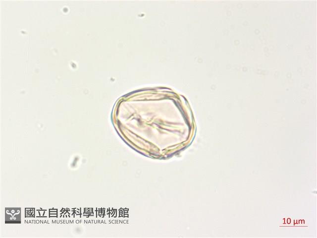 燈籠草藏品圖，第3張