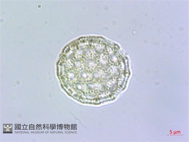 柳葉牛膝藏品圖，第3張