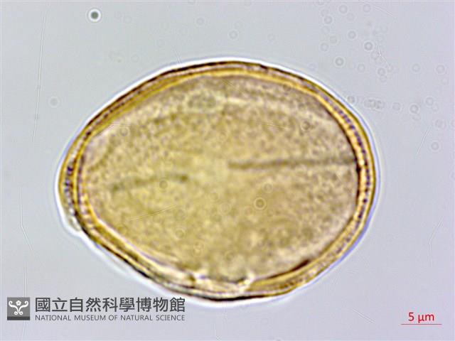 直刺變豆菜藏品圖，第2張