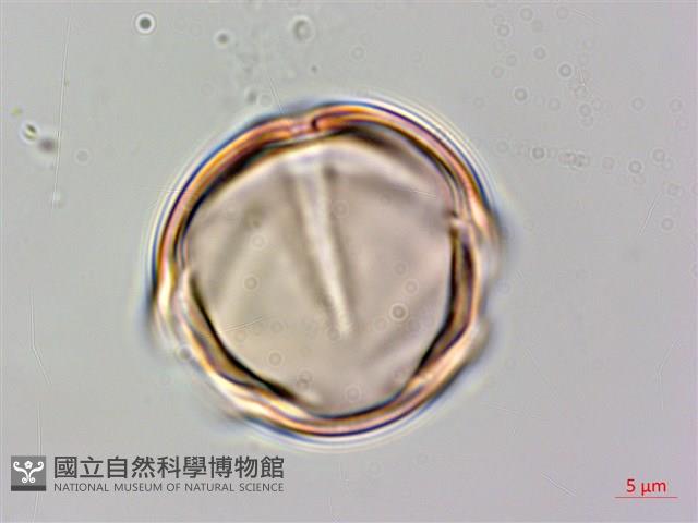 燈籠草藏品圖，第3張