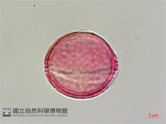 鴉膽子藏品圖，第2張